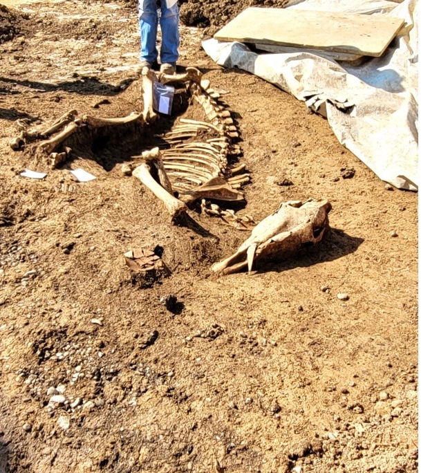 Grabung Stuttgart- Bad Cannstatt, Hallschlag, Pferdefriedhof